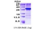 ARMC10, 28-308aa, Human