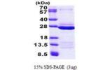 FAM50A, 150-339aa, Human