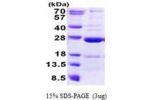 CCDC90B, 43-230aa, Human