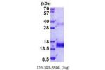 OLFM1, 34-135aa, Human