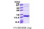 Streptavidin, 37-159aa, Streptomyces