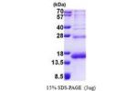PHF5A, 1-110aa, Human