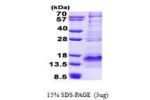 BEX1, 1-125aa, Human