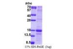 LY86, 21-162aa, Human