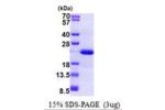 DHH (C23II), 23-198aa, Human