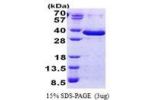 FAM84A, 1-292aa, Human