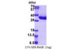 MLEC, 29-269aa, Human