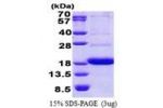 CD300A, 18-128aa, Human