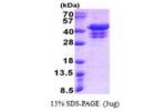 UFD1L, 1-307aa, Human