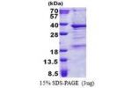 THAP3, 1-239aa, Human