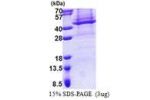 APOL4, 1-348aa, Human