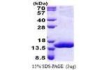 MIEN1, 1-112aa, Human