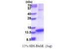TNFSF18, 81-199aa, Human, T7 tag