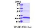 MZB1, 1-97aa, Human
