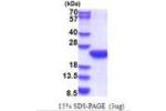 POLR2F, 1-127aa, Human