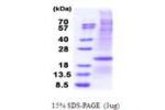 TNFSF8, 63- 234aa, Human