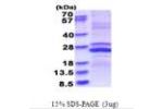 MMP23B, 79-254aa, Human