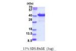 PURB, 1-312aa, Human