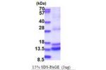 CASP2, 348-452aa, Human