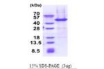 NAIF1, 1-327aa, Human