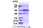 PLCXD3, 1-321aa, Human