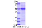 THAP7, 1-309aa, Human