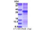 HGF, 32-285aa, Human, Recombinant