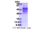 SPECC1, 458-761aa, Human