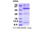 POLR1C, 1-349aa, Human