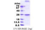 PDCD1LG2, 20-200aa, Human