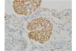 Anti-Synaptopodin, C-Terminal Specific Polyclonal Antibody