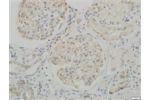 Anti-Synaptopodin (IN) Polyclonal Antibody