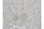 Anti-Synaptopodin (INN) Polyclonal Antibody