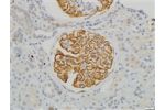 Anti-Synaptopodin, N-Terminal Specific Polyclonal Antibody
