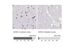 Immunohistochemical staining of human cerebral cortex shows nuclear positivity.