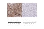 Immunohistochemistry analysis in human cerebral cortex and liver tissues using AMAb90537 antibody. Corresponding AQP4 RNA-seq data are presented for the same tissues.