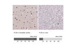 Immunohistochemistry analysis in human cerebral cortex and liver tissues using AMAb90549 antibody. Corresponding FUS RNA-seq data are presented for the same tissues.