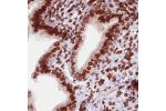 Immunohistochemical staining of human fallopian tube shows strong positivity in the nuclear membrane of glandular cells.