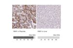 Immunohistochemical staining of human testis shows strong immunoreactivity in basement membranes and extracellular matrix.