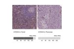 Immunohistochemistry analysis in human tonsil and pancreas tissues using AMAb90596 antibody. Corresponding S100A4 RNA-seq data are presented for the same tissues.