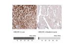 Immunohistochemical staining of human liver shows strong cytoplasmic immunoreactivity.