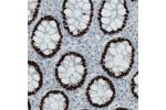 Immunohistochemical staining of human rectum shows strong nuclear positivity in glandular cells.
