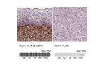 Immunohistochemistry analysis in human cervix, uterine and liver tissues using AMAb90696 antibody. Corresponding FBLN1 RNA-seq data are presented for the same tissues.