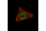 Immunofluorescence staining of PC-3 cells using the Anti-WWTR1 monoclonal antibody, showing specific staining in the nucleoplasm in green. Microtubule- and nuclear probes are visualized in red and blue, respectively (where available).