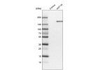 Western blot analysis in control (vector only transfected HEK293T lysate) and MST1R over-expression lysate (Co-expressed with a C-terminal myc-DDK tag (~3.1 kDa) in mammalian HEK293T cells, LY419321).