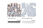 Immunohistochemistry analysis in human stomach and skeletal muscle tissues using AMAb90889 antibody. Corresponding OCLN RNA-seq data are presented for the same tissues.
