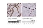 Immunohistochemistry analysis in human thyroid gland and skeletal muscle tissues using AMAb90988 antibody. Corresponding PDIA3 RNA-seq data are presented for the same tissues.