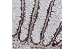 Immunohistochemical staining of human rectum shows strong nuclear immunoreactivity in glandular and lamina propria cells.