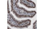 Immunohistochemical staining of human fallopian tube shows strong nuclear immunoreactivity in glandular and connective tissue cells.
