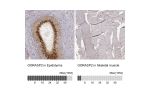 Immunohistochemistry analysis in human epididymis and skeletal muscle tissues using AMAb91016 antibody. Corresponding GORASP2 RNA-seq data are presented for the same tissues.